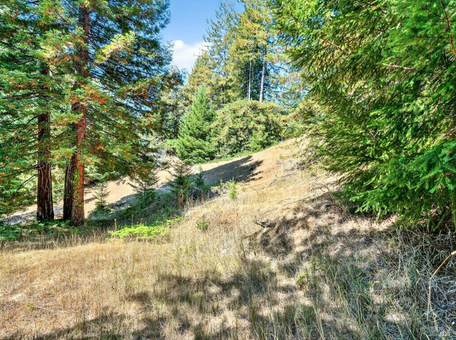 18750 Appian Way Navarro, CA 95463 - Photo 4 of 15 a view of a yard with plants and large trees