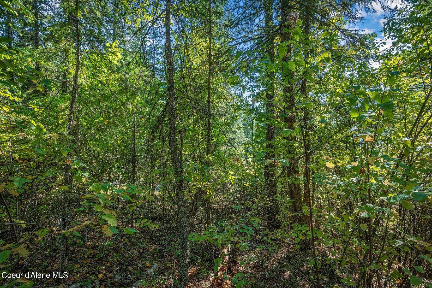 818 Silver Creek Road Clark Fork, ID 83811 - Photo 13 of 45 Forested