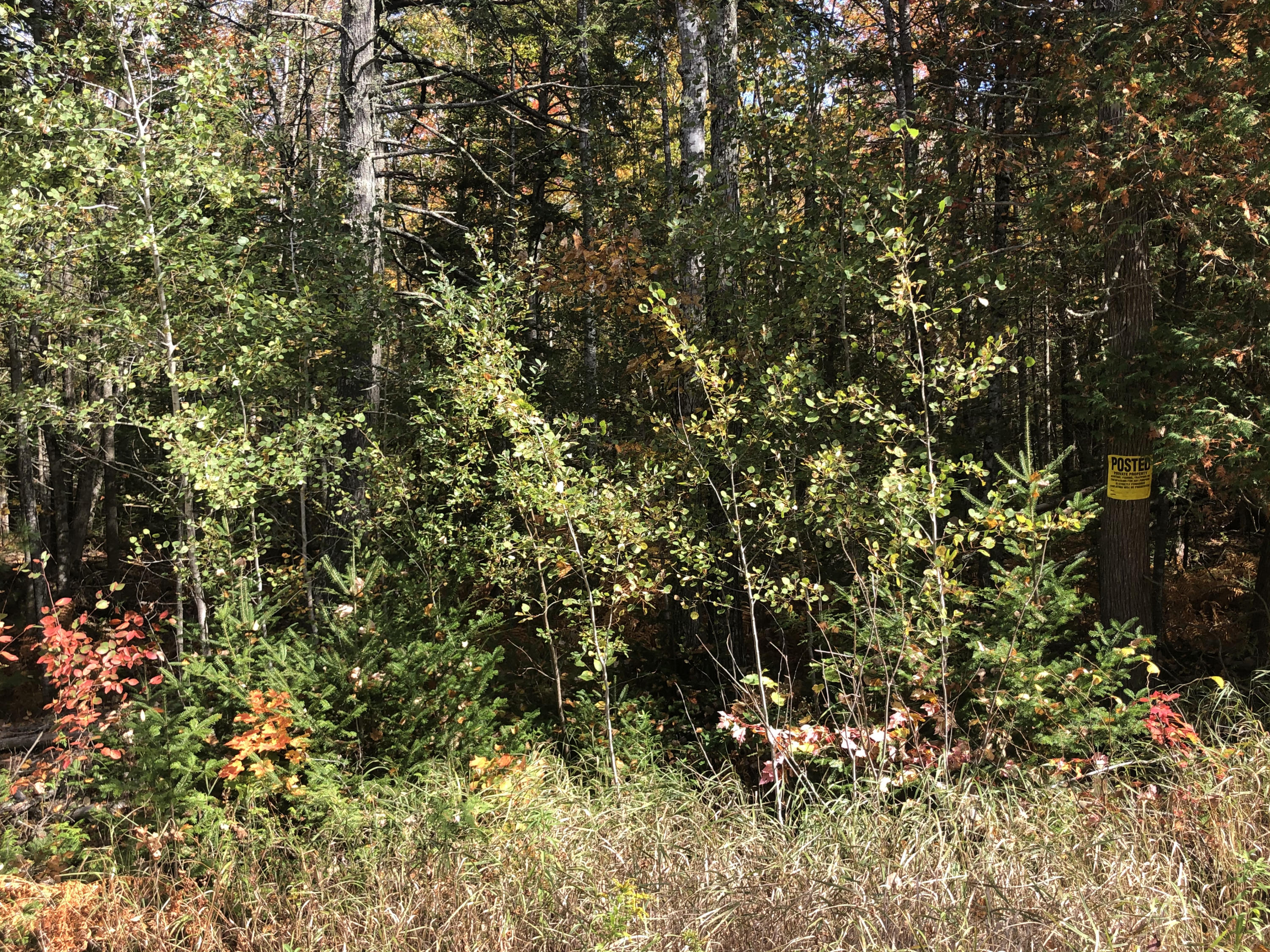 Lot 24-2-4 Lot 24-2-4 Tate Road Corinth, ME 04427 - Photo 3 of 5 IMG_6844