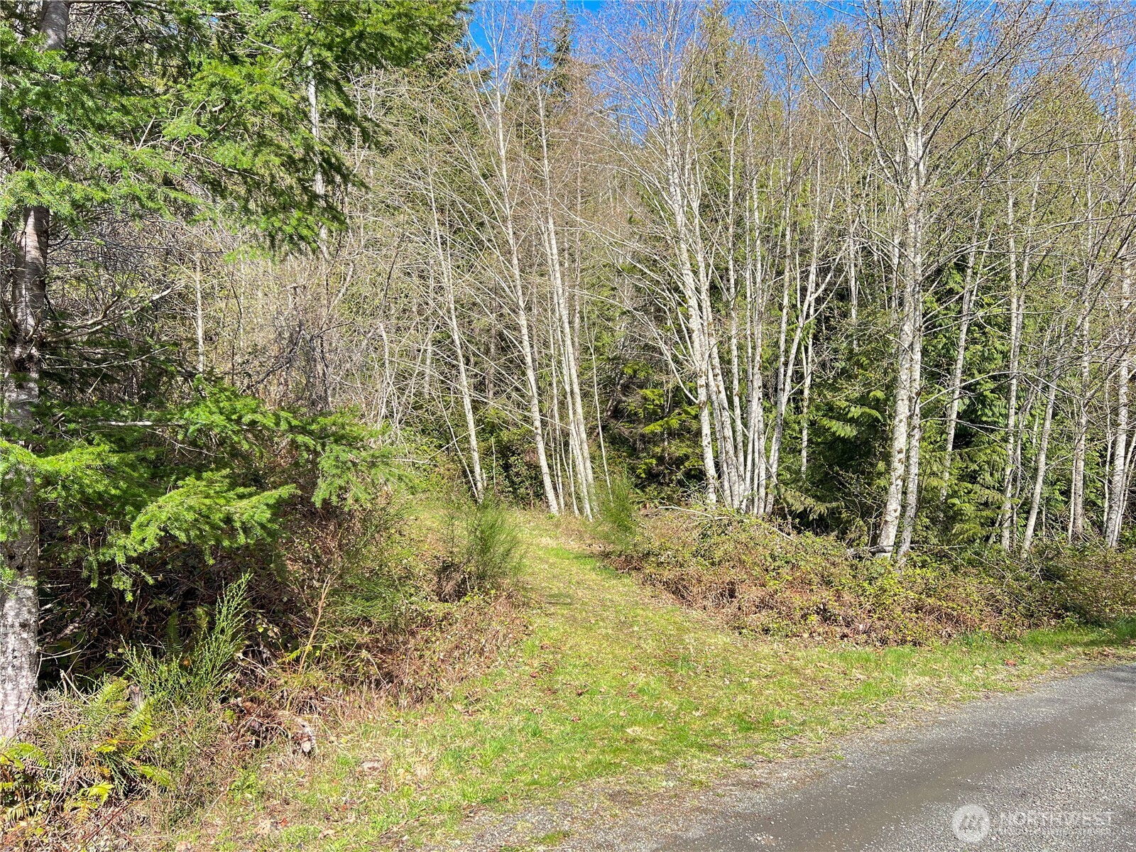 1634 Sunrise Road Brinnon, WA 98320 - Photo 14 of 29 a view of a yard with plants and large trees