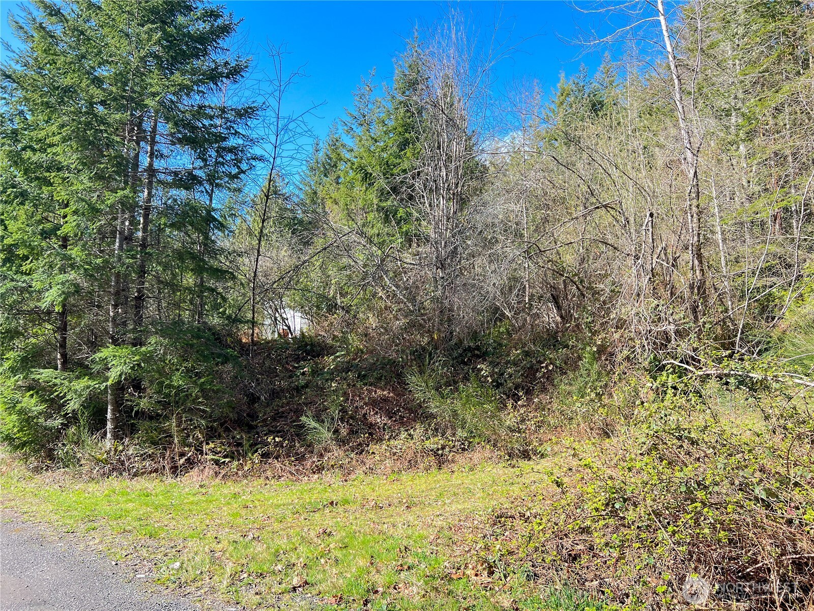 1634 Sunrise Road Brinnon, WA 98320 - Photo 15 of 29 a view of a yard with trees