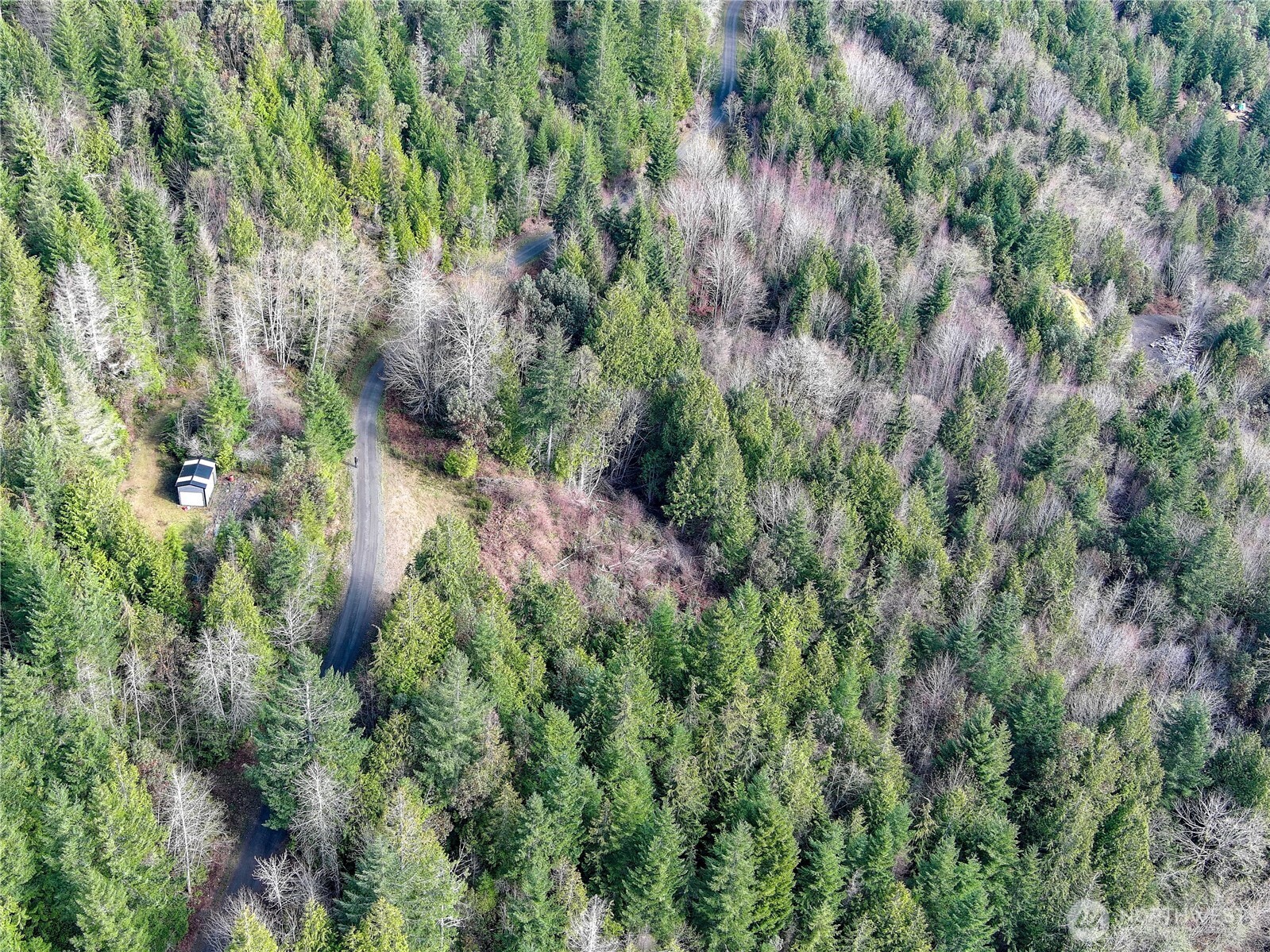1634 Sunrise Road Brinnon, WA 98320 - Photo 23 of 29 a view of a forest with a tree