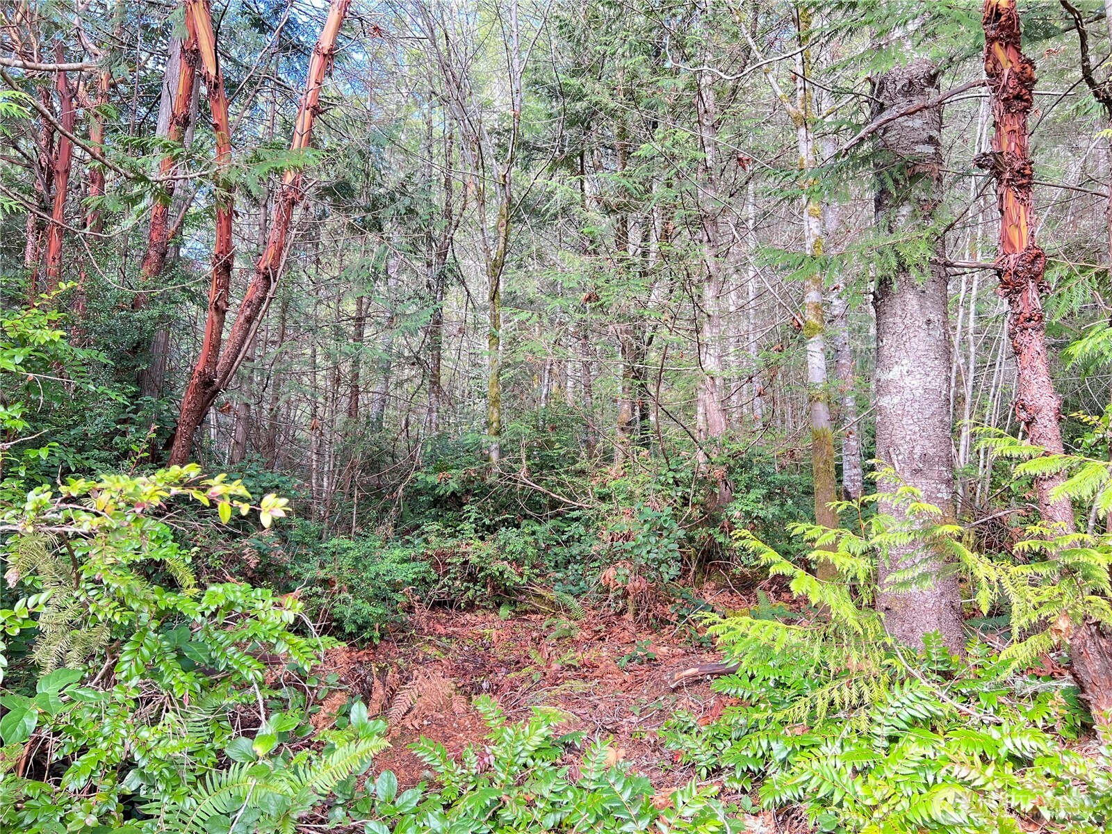 1634 Sunrise Road Brinnon, WA 98320 - Photo 6 of 29 a backyard of a house with lots of green space