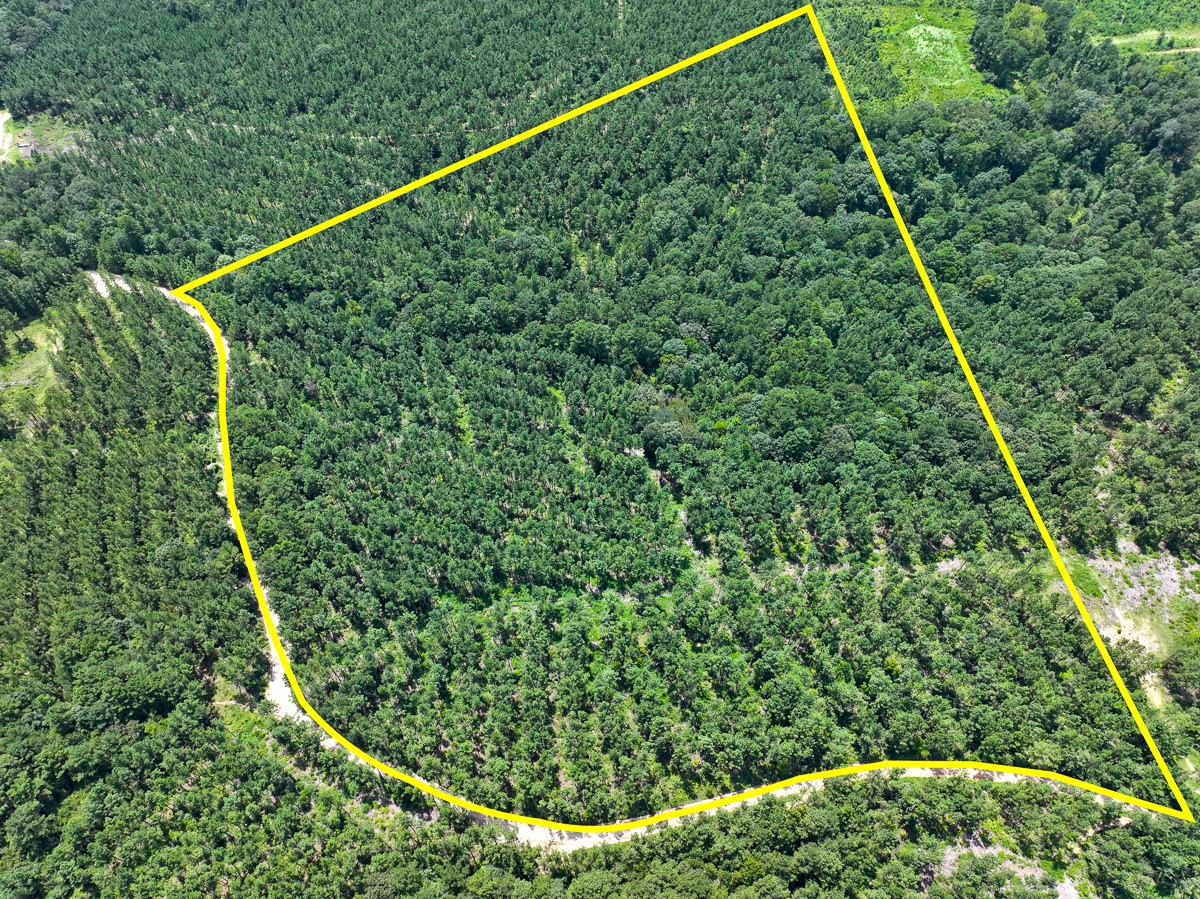 a view of a yard with plants