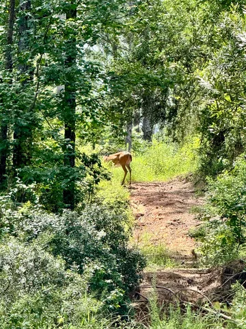 a view of a yard with a tree