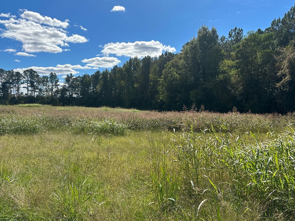 0 Highway 39 Chappells, SC 29037 - Photo 18 of 33 Gallery Image 18