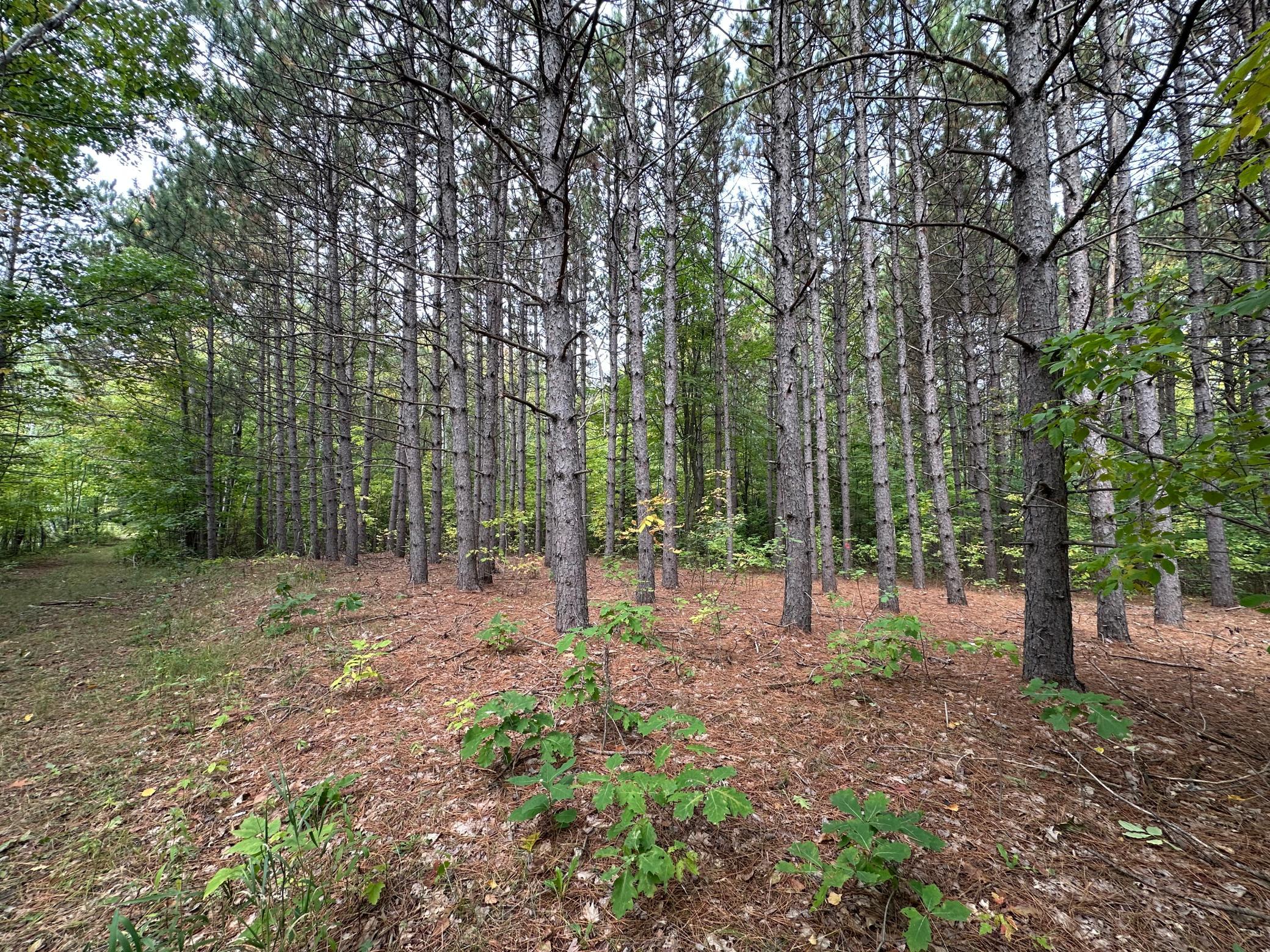 Tbd West Fork Road Sandstone, MN 55072 - Photo 14 of 16 Gallery Image 14