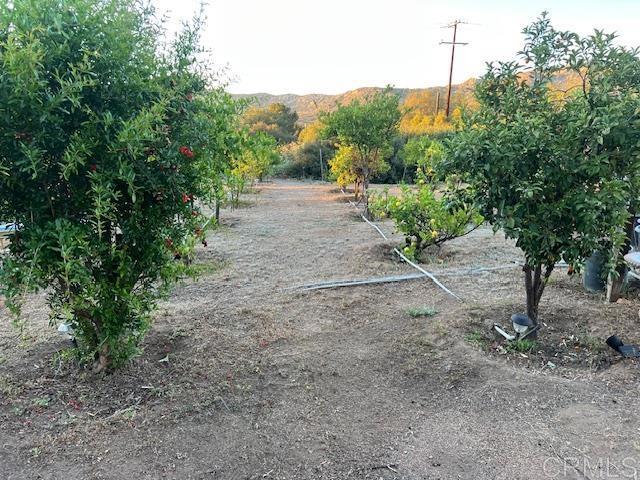 2526 Forest Park Road Jamul, CA 91935 - Photo 5 of 10 a view of a dirt road with trees in the background