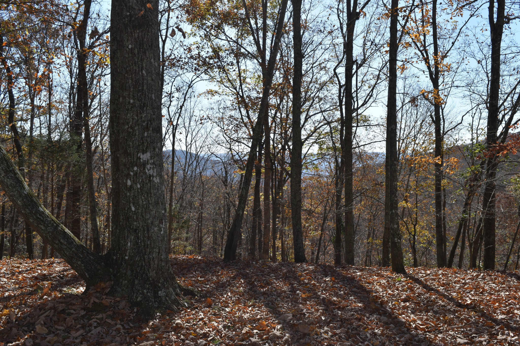 1454 Stagecoach Road Sewanee, TN 37375 - Photo 10 of 75 a view of outdoor space with lots of trees