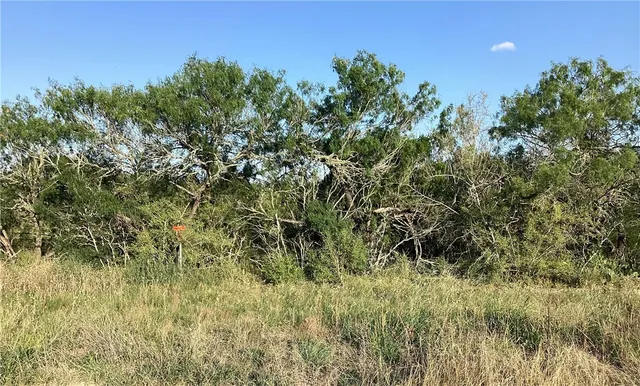 a view of a lush green space