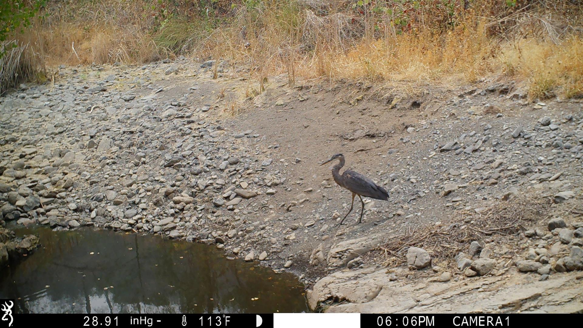 Lot 229 Yolla Bolly Road Igo, CA 96047 - Photo 52 of 66 IMG_3367