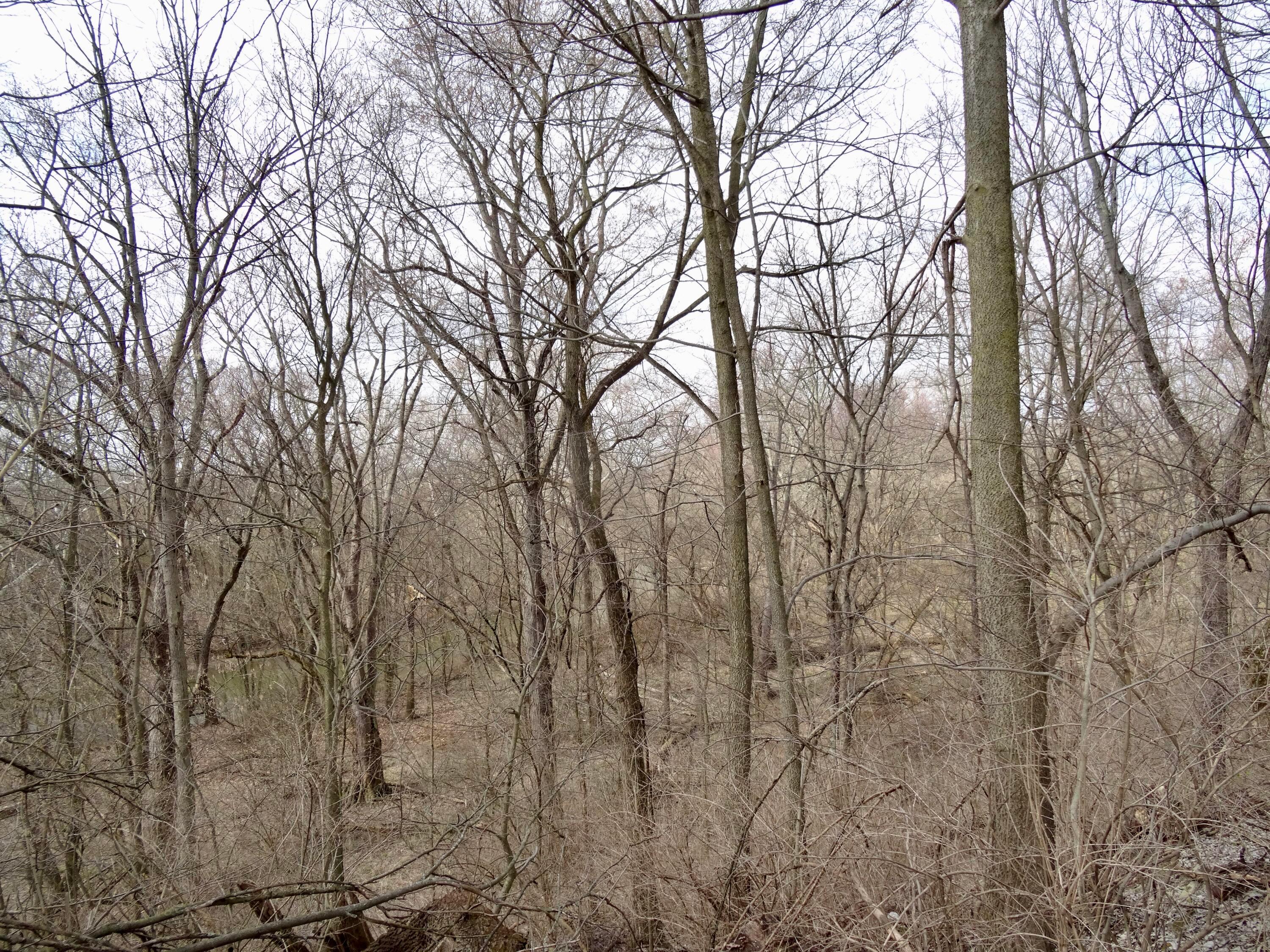 13817 Era Road Mount Sterling, OH 43143 - Photo 23 of 24 Creek runs on back side of property