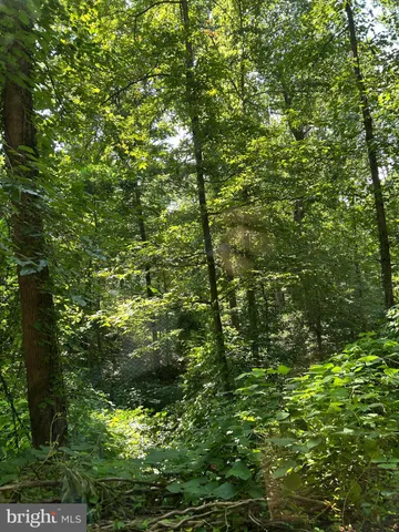 a view of a lush green forest