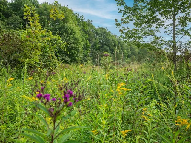a view of a lush green yard