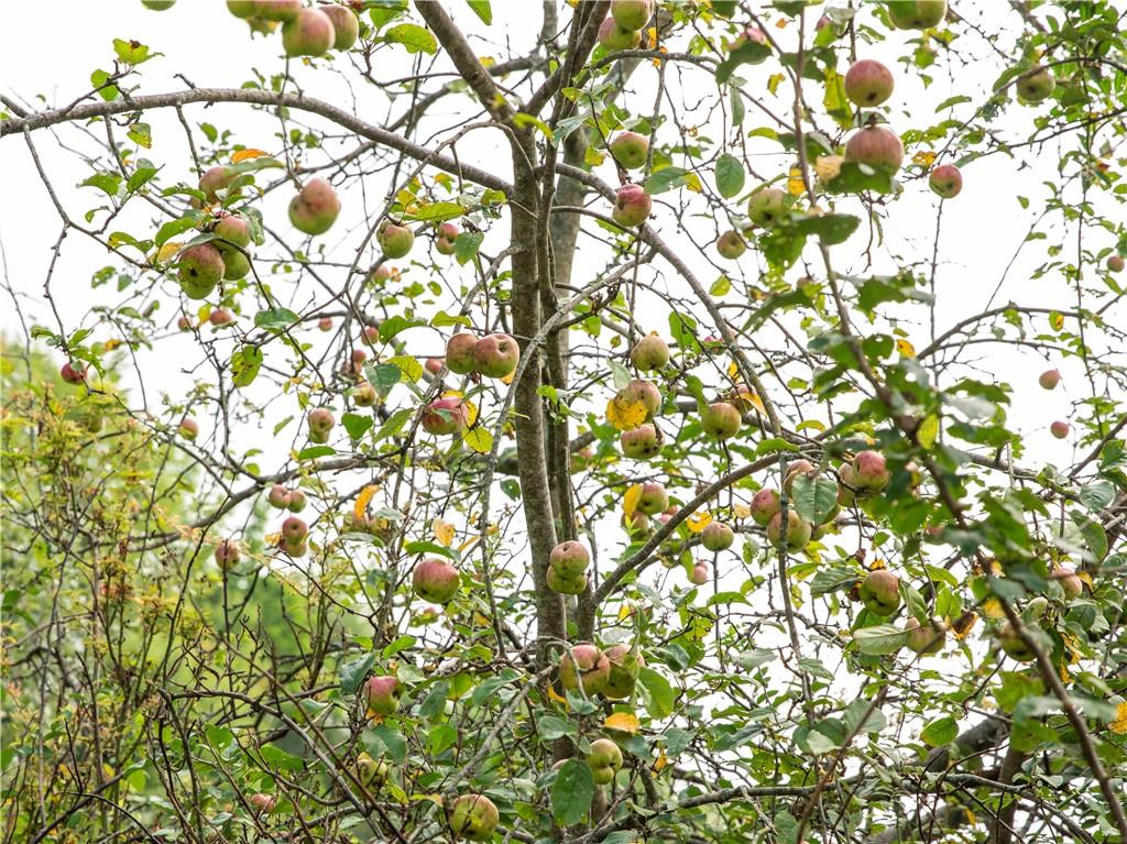 0 West Park Road Slippery Rock, PA 16057 - Photo 21 of 24 a backyard of a house