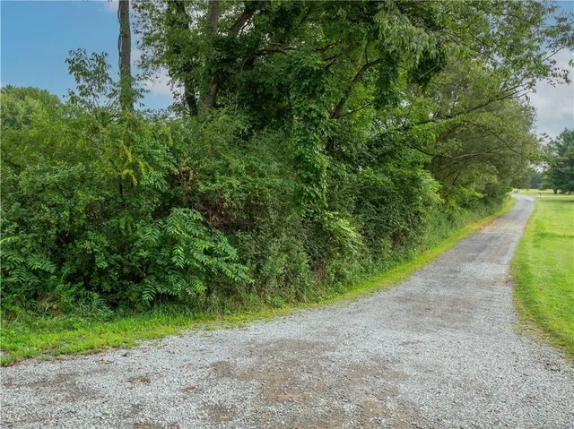 a view of a yard with plants and a small yard