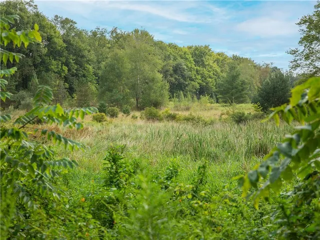 a view of a lush green forest with trees in the background