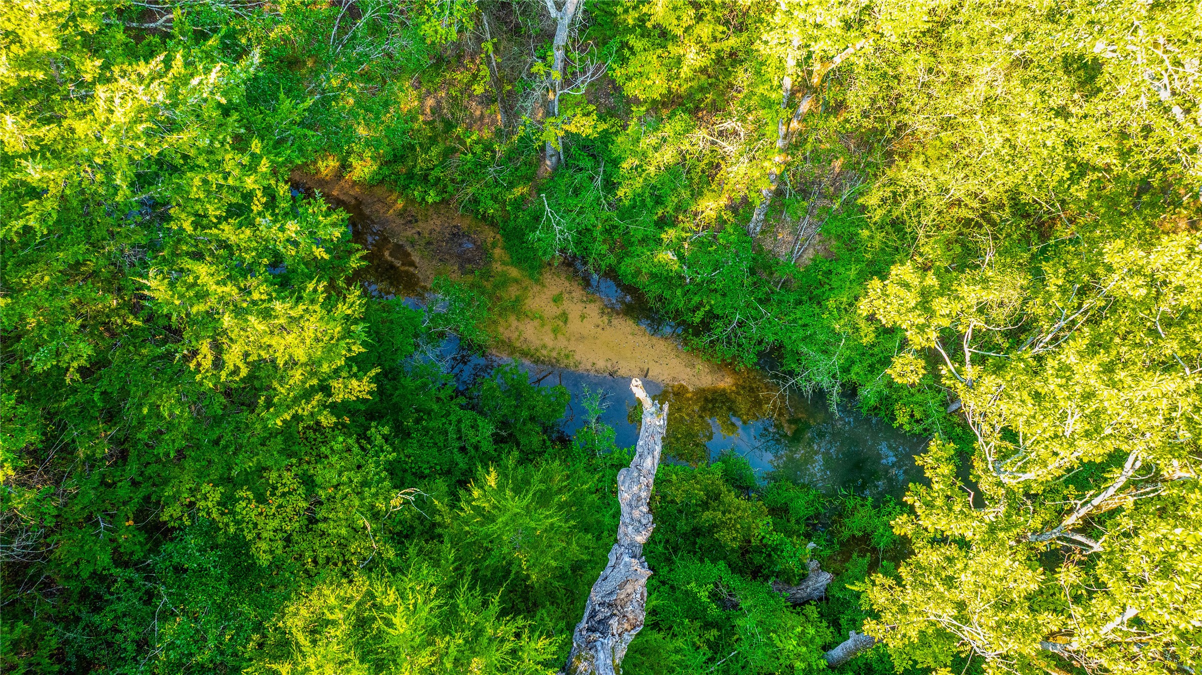 2042 22 Hills Road Gause, TX 77857 - Photo 46 of 50 a view of a forest