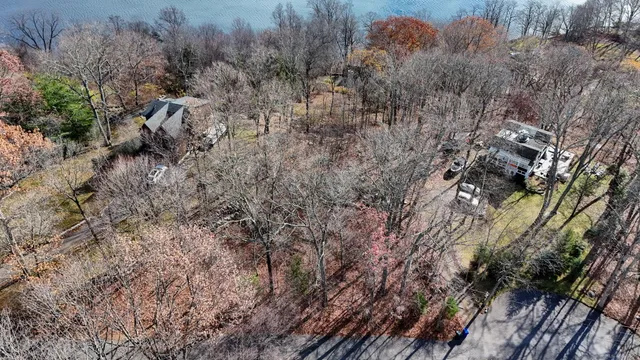 a view of a forest with a tree