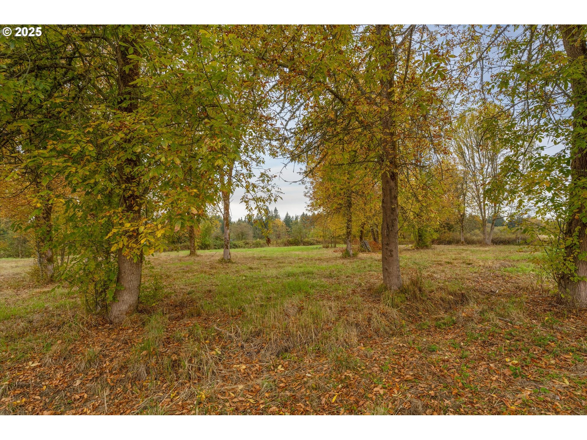 425 Main Street Vader, WA 98593 - Photo 3 of 19 Gallery Image 3