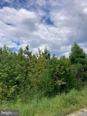 view of a bunch of trees