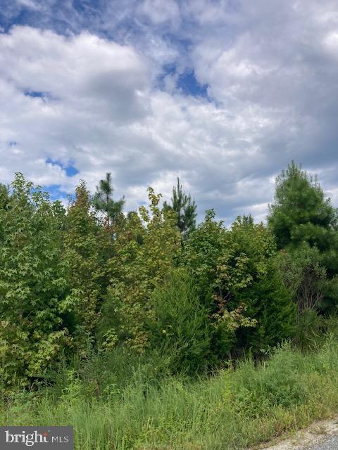 Kelly Road Kinsale, VA 22488 - Photo 2 of 2 view of a bunch of trees