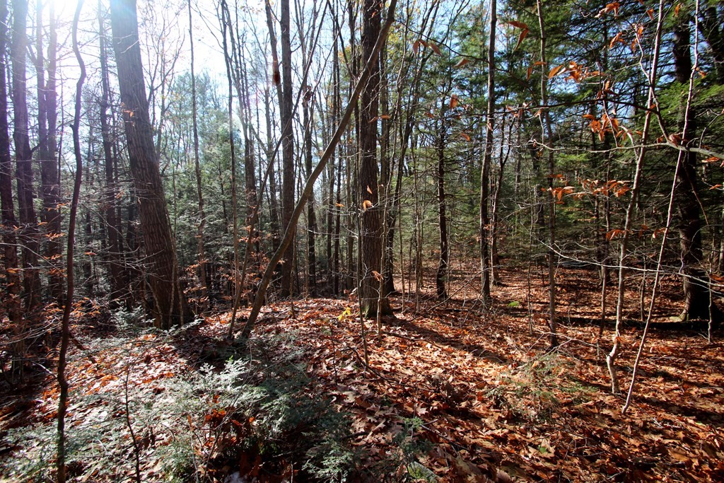 0 Lockes Village Road Wendell, MA 01379 - Photo 8 of 14 Gallery Image 8