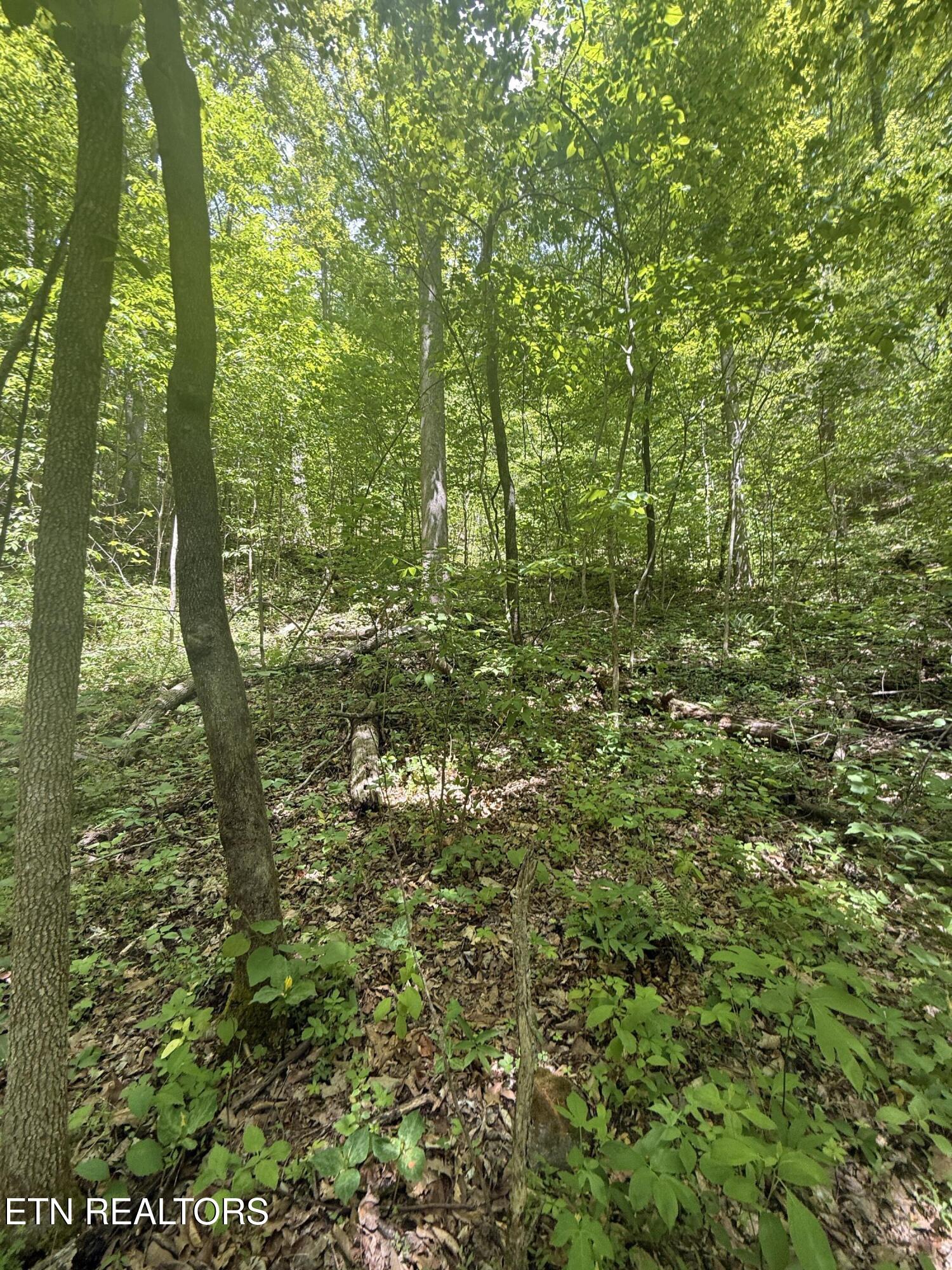 4045 Suttons Road Sevierville, TN 37876 - Photo 5 of 5 IMG_7867