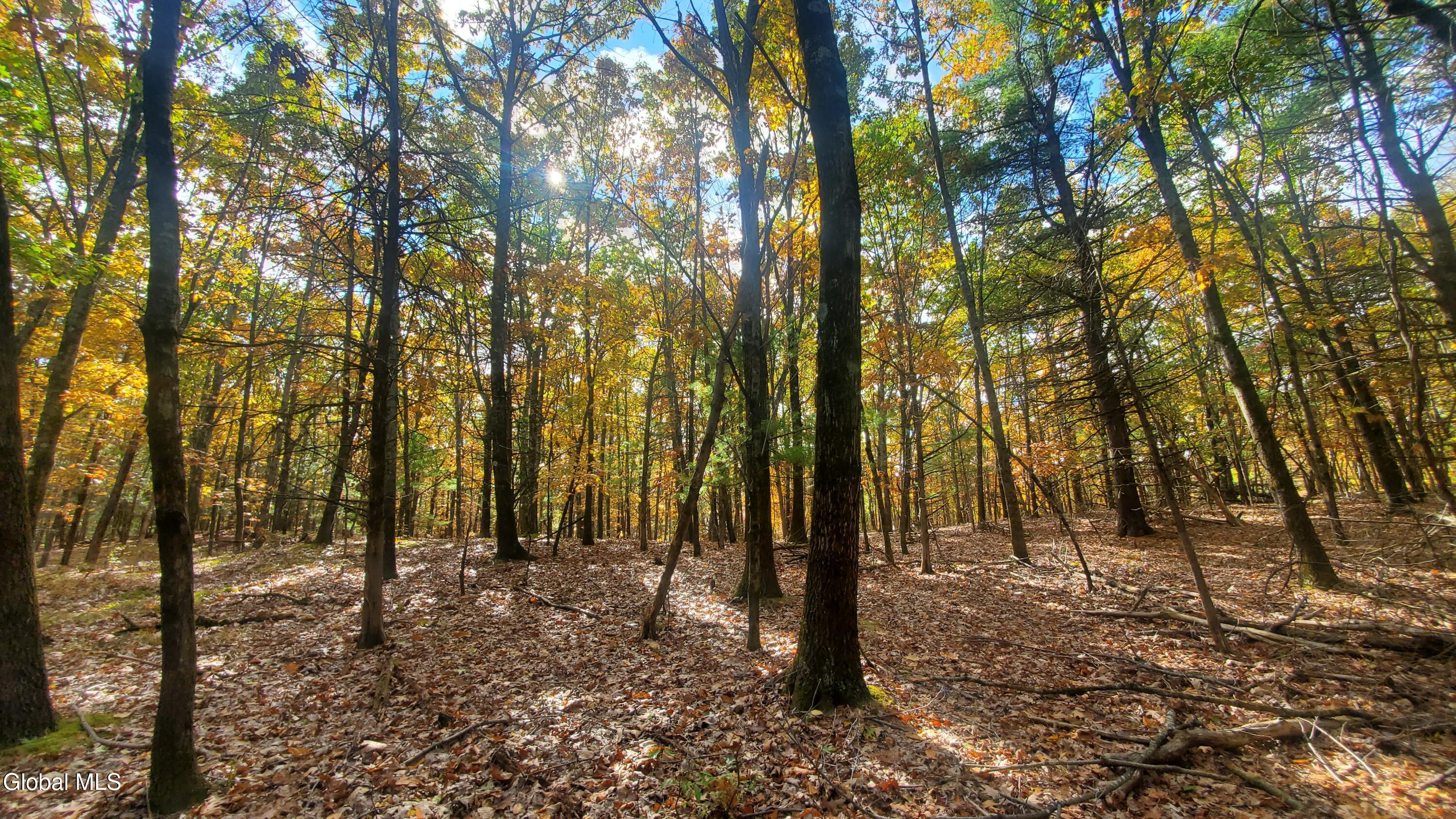 L25 Fischer Road Kinderhook, NY 12106 - Photo 10 of 30 LIVE IN THE FOREST