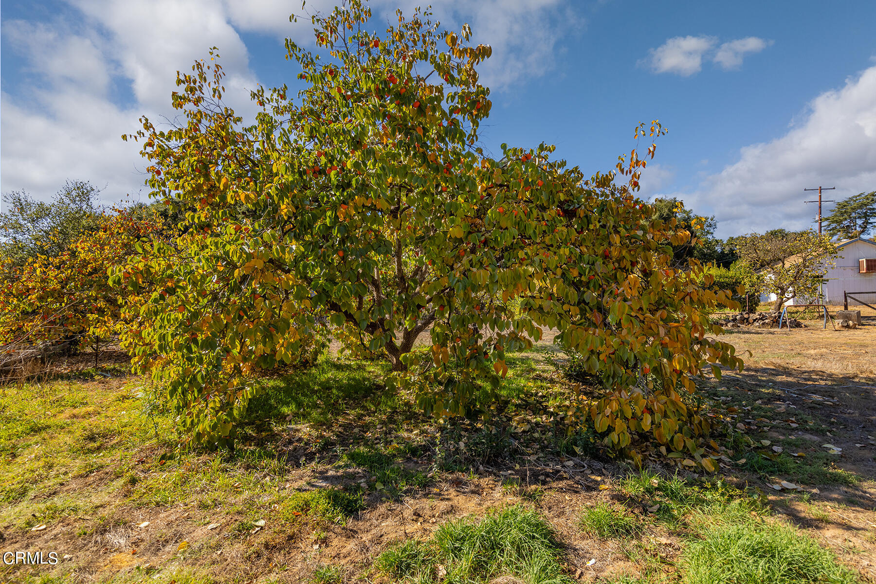 Undisclosed Address Ojai, CA 93023 - Photo 17 of 20 a view of a bunch of plants and trees