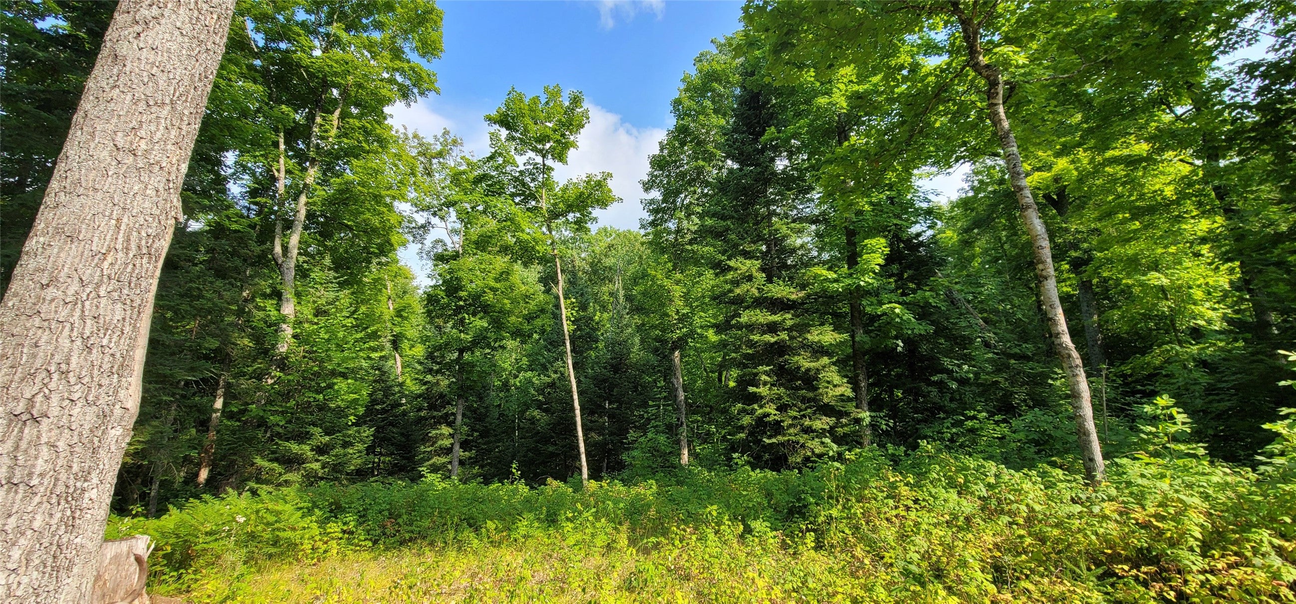 0 North Lower Twin Lake Road Hayward, WI 54843 - Photo 4 of 9 Gallery Image 4