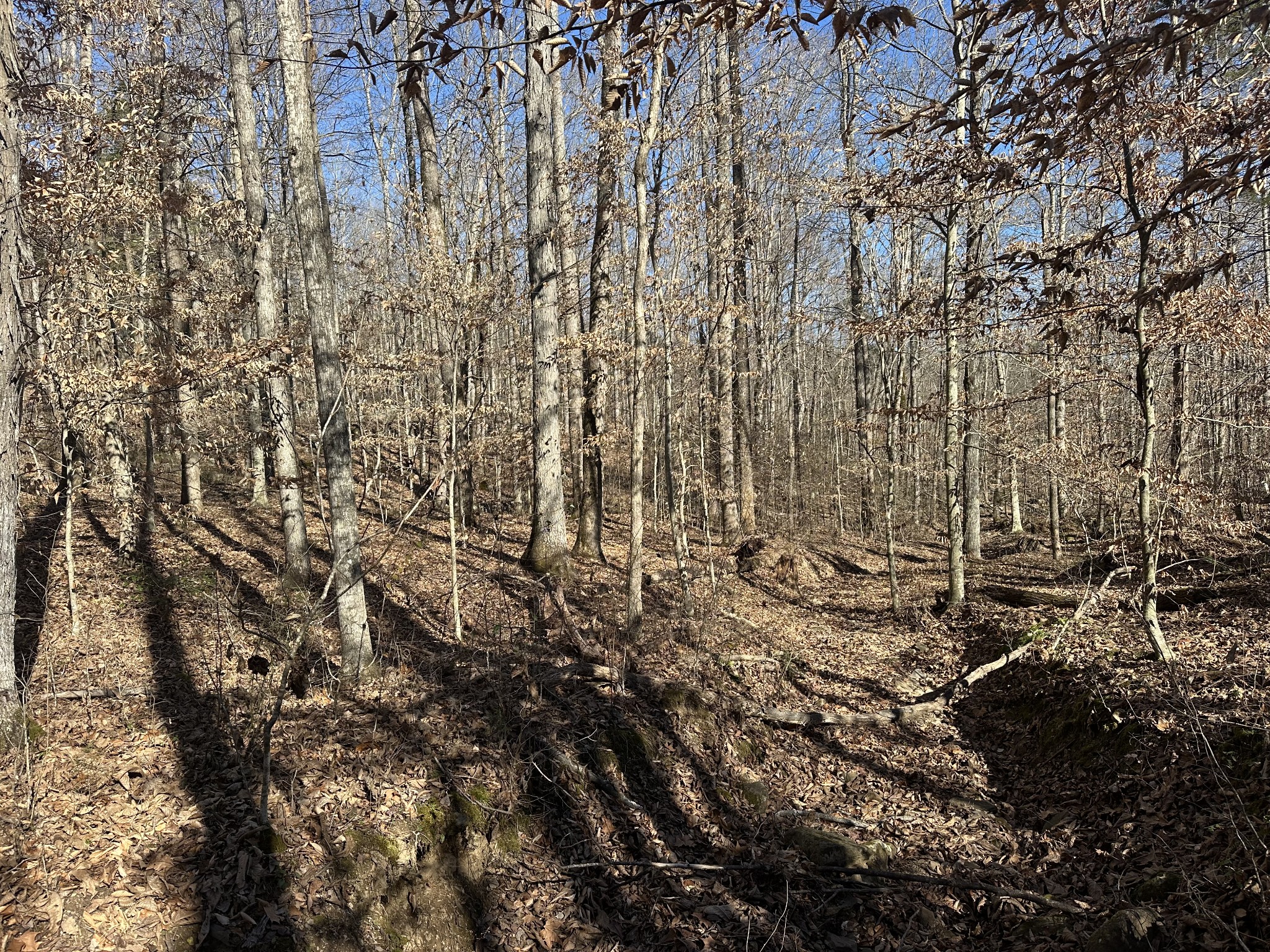 0 White's Cave Road Sparta, TN 38583 - Photo 3 of 5 a view of a pathway of a yard