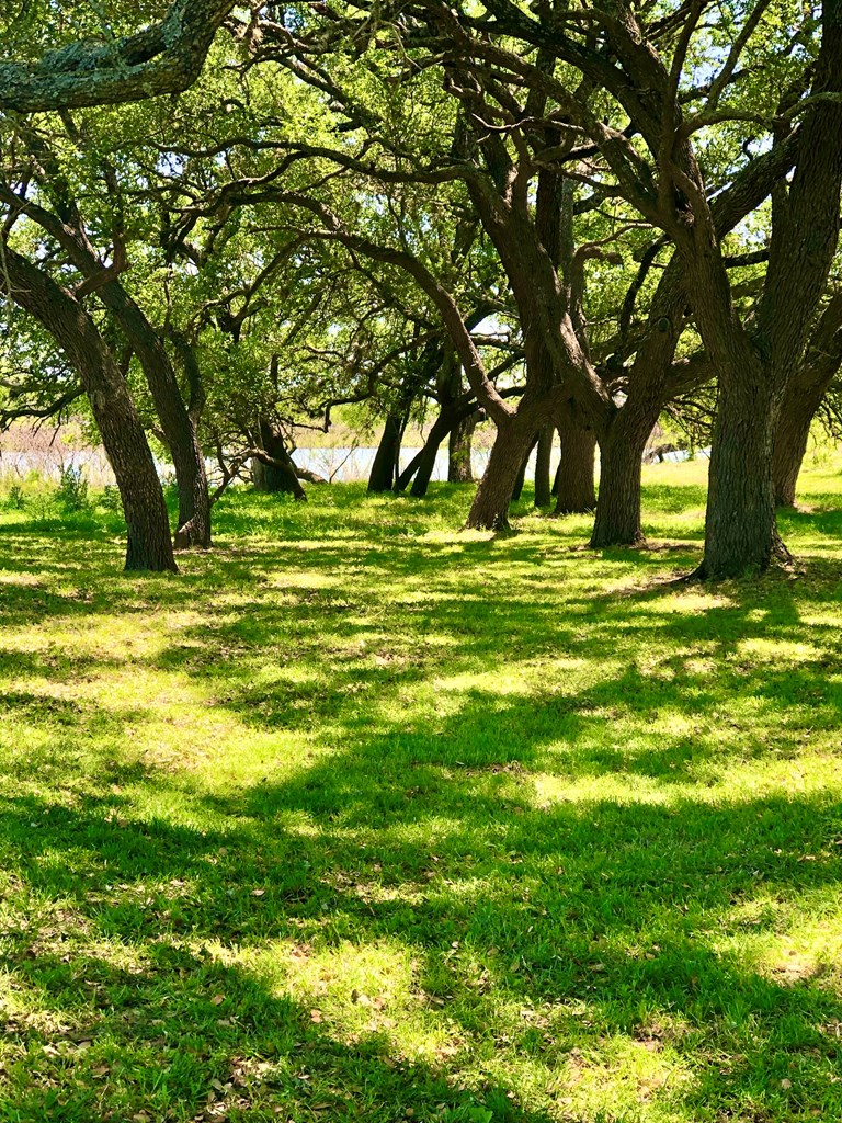 646 Victor Eckhardt Road Fredericksburg, TX 78624 - Photo 13 of 40 a view of a trees in a yard