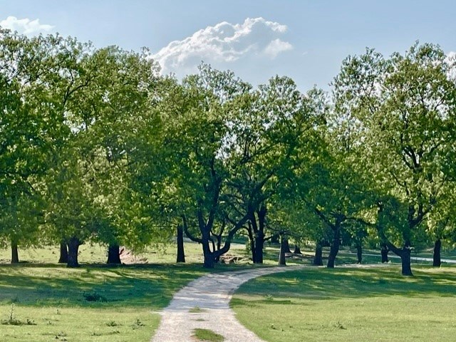 646 Victor Eckhardt Road Fredericksburg, TX 78624 - Photo 14 of 40 a garden view with a sitting space
