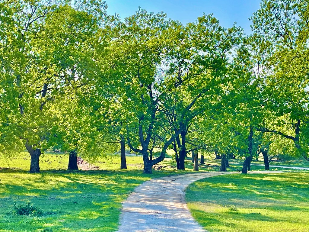 646 Victor Eckhardt Road Fredericksburg, TX 78624 - Photo 3 of 40 a big yard with large trees