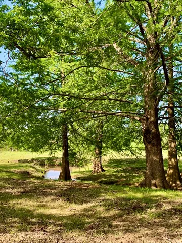a view of a yard with a tree