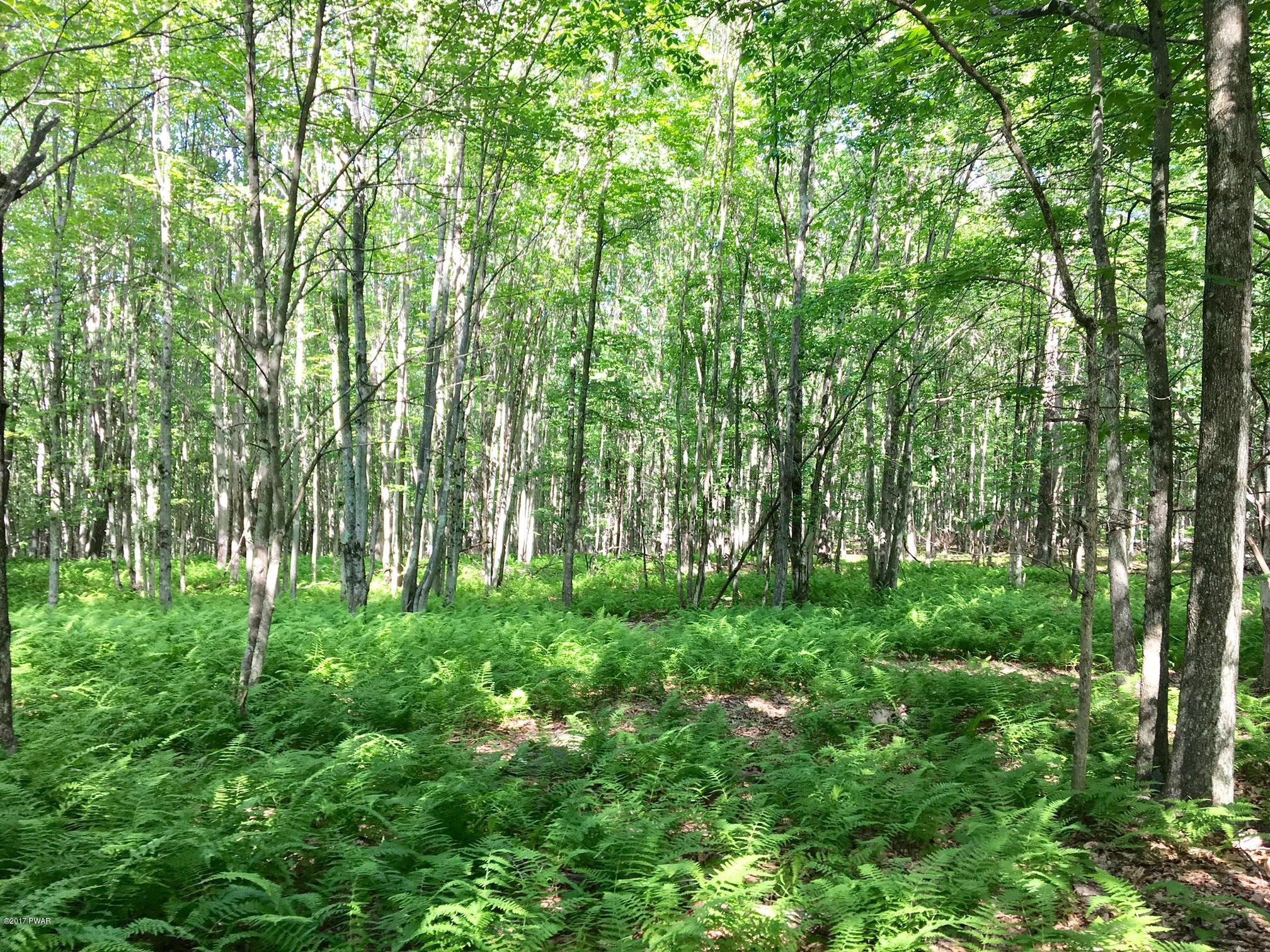 46 Deer Run Road Hawley, PA 18428 - Photo 3 of 7 Gorgeous ferns