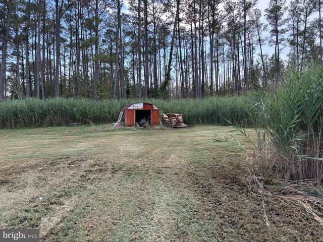 a view of backyard with large trees and a lots of trees