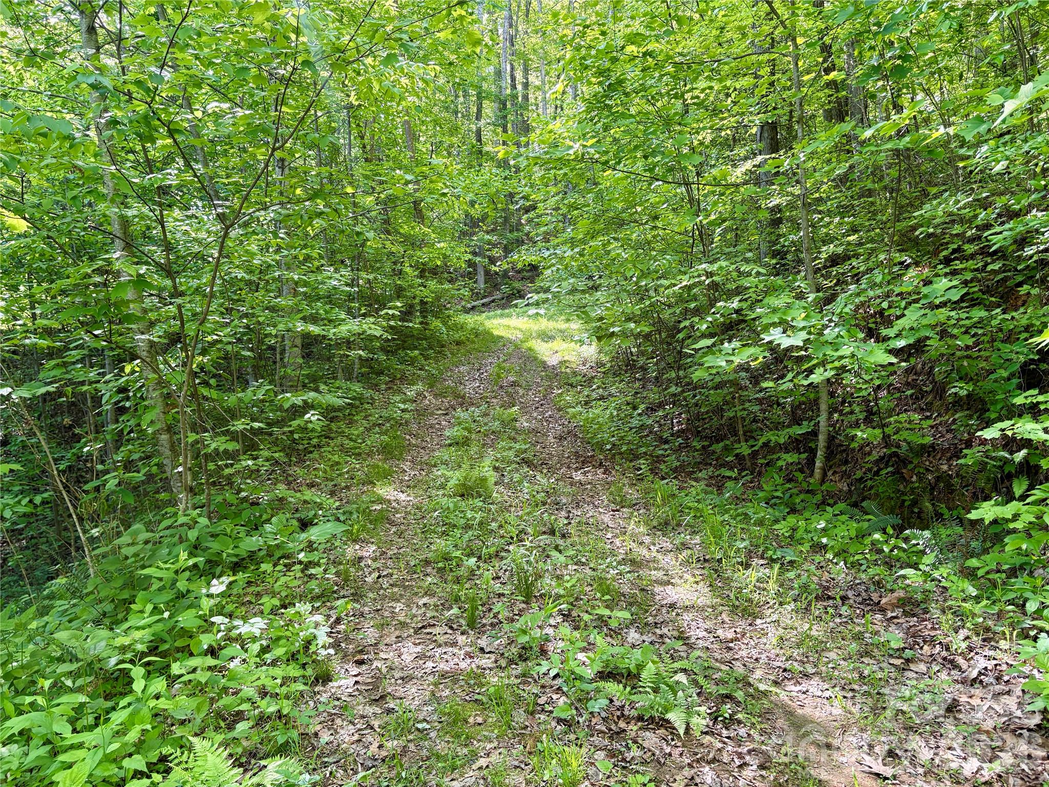 0 Carpenter Road Bryson City, NC 28713 - Photo 12 of 30 Gallery Image 12