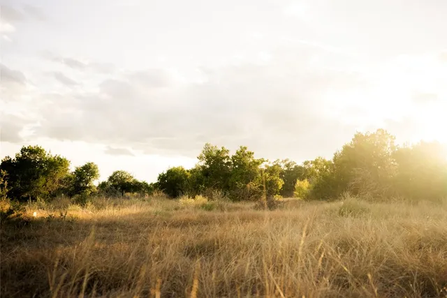 a view of a bunch of trees in a field