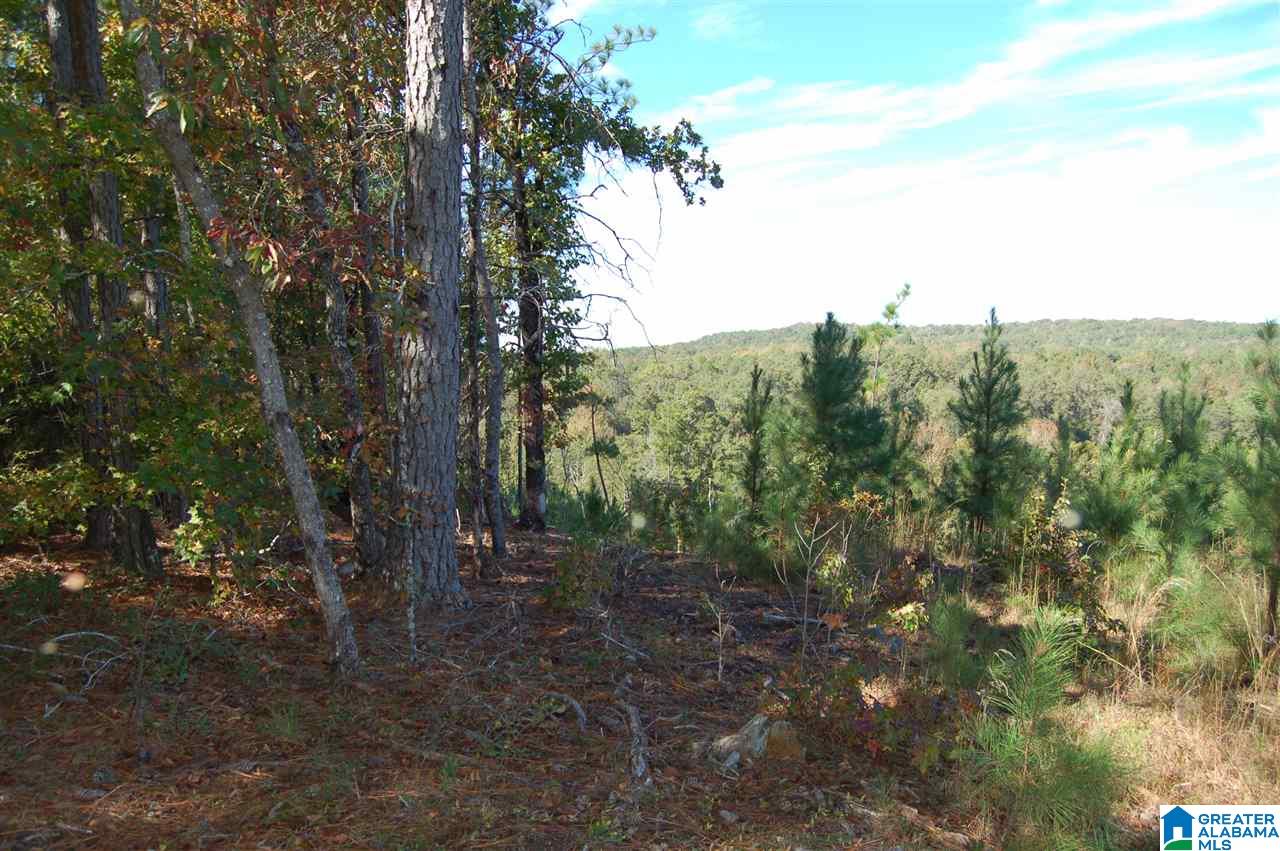 22.49-acres Double Branch Road, Unit 22 49 ACRES Marion, AL 36756 - Photo 13 of 30