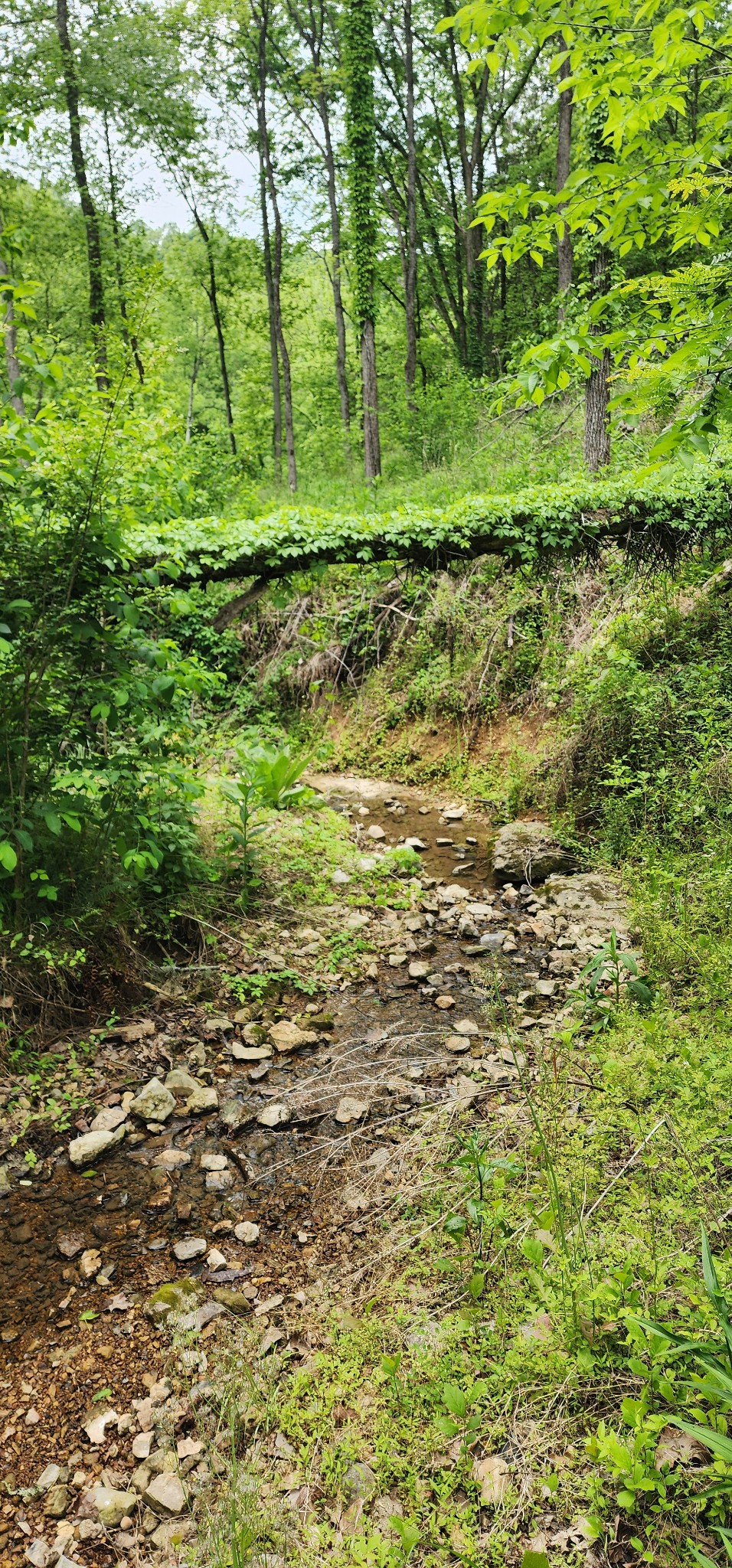 8350 Old Mill Hill Road Dowelltown, TN 37059 - Photo 66 of 69