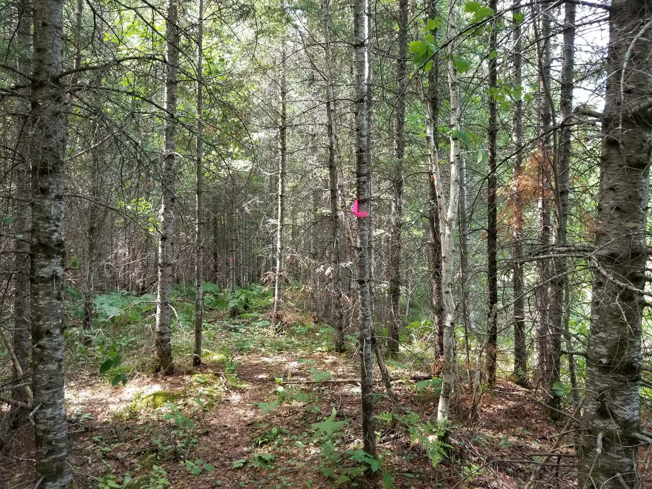 Lot 31 Nathan Pass Mercer, WI 54547 - Photo 23 of 26 Gallery Image 23