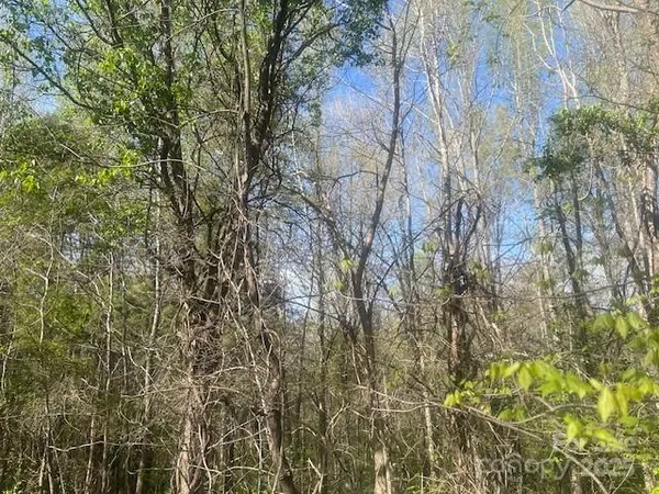 a view of forest