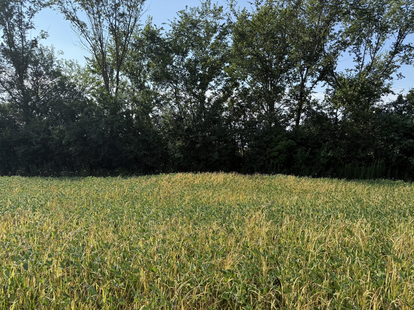 1404-apx) West Exchange Street Crete, IL 60417 - Photo 5 of 22 a view of outdoor space and yard