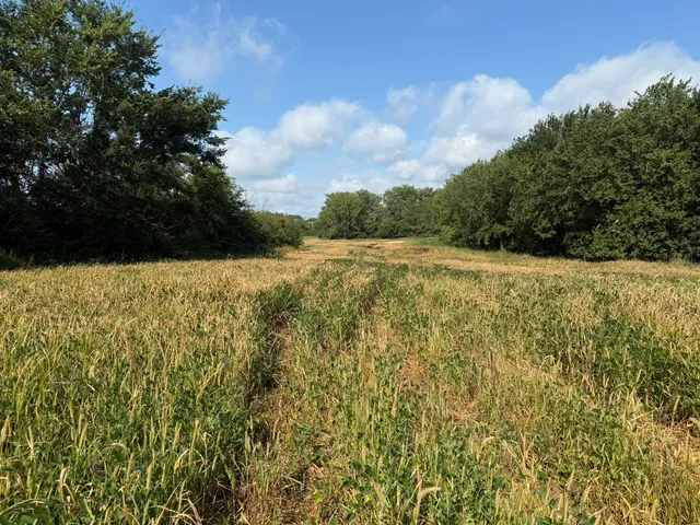a view of yard with large tree