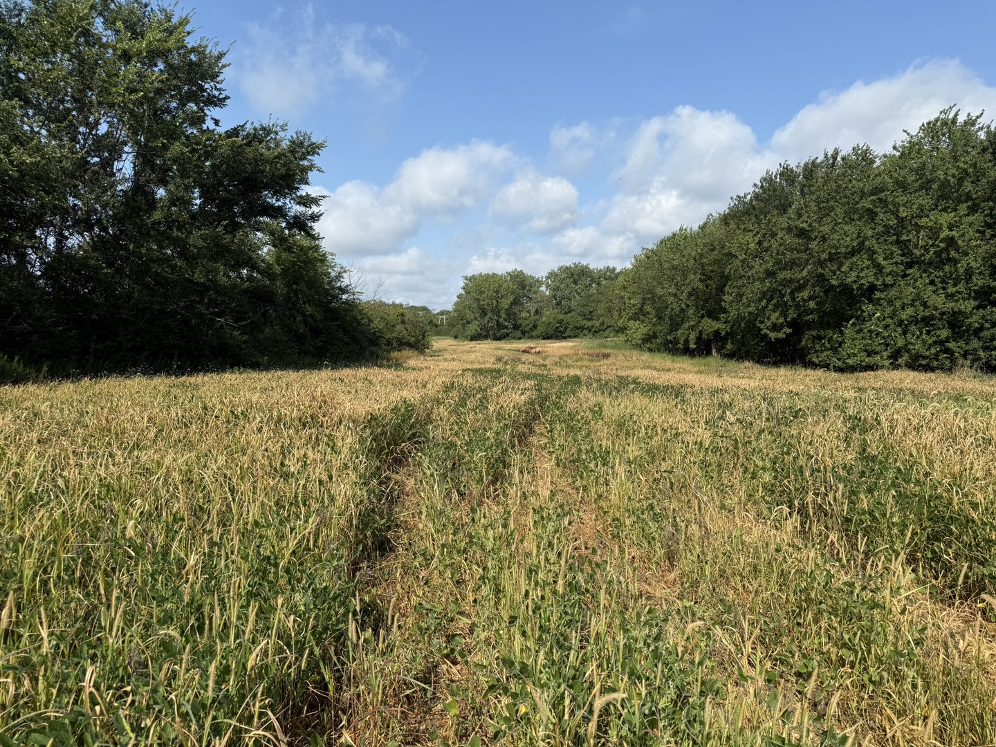 1404-apx) West Exchange Street Crete, IL 60417 - Photo 7 of 22 a view of yard with large tree