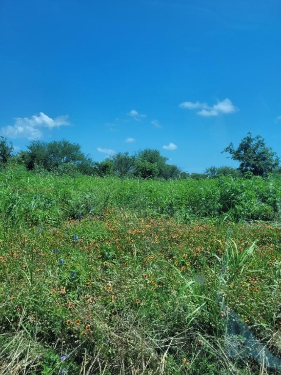 a view of a green field with lots of bushes