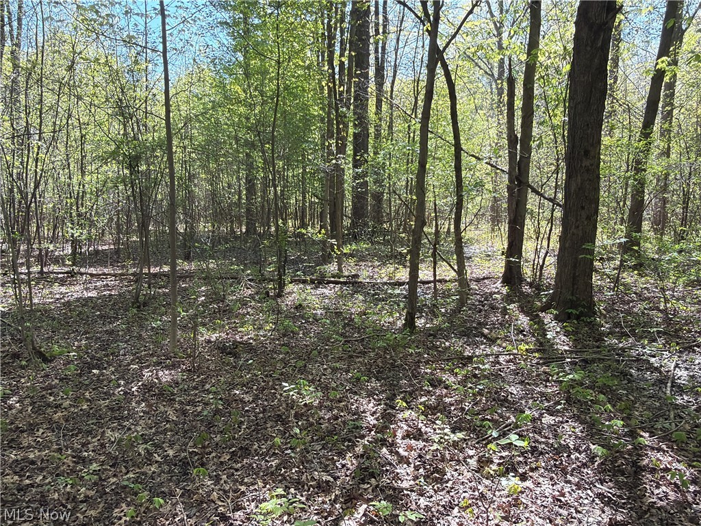 Station Road Columbia Station, OH 44028 - Photo 16 of 22 Wooded property featuring mature trees and undergrowth