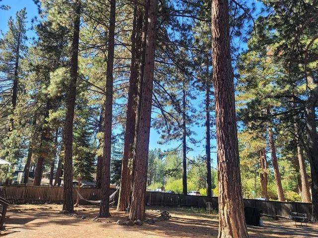 a view of a yard with trees